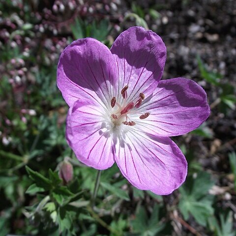 Geranium californicum unspecified picture