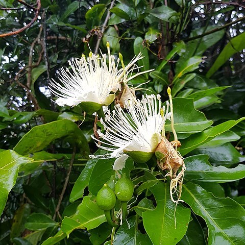 Capparis nobilis unspecified picture