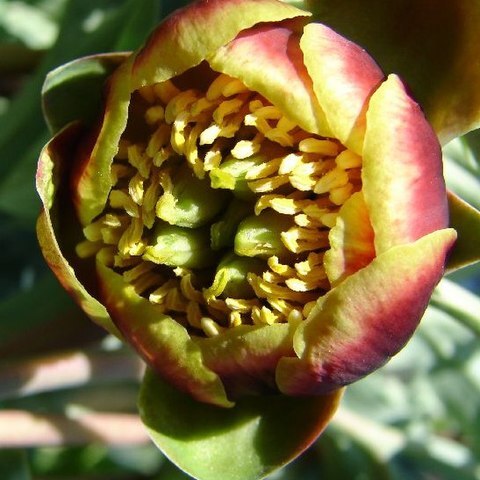 Paeonia brownii unspecified picture