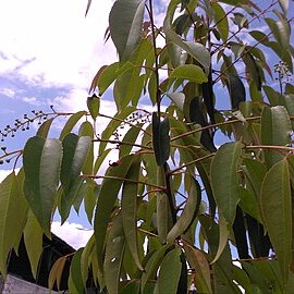 Prunus salicifolia unspecified picture