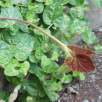 Aristolochia lindneri unspecified picture