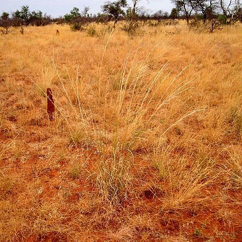 Aristida inaequiglumis unspecified picture