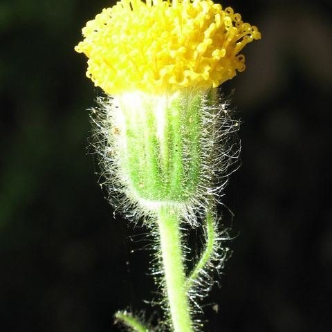 Arnica discoidea unspecified picture