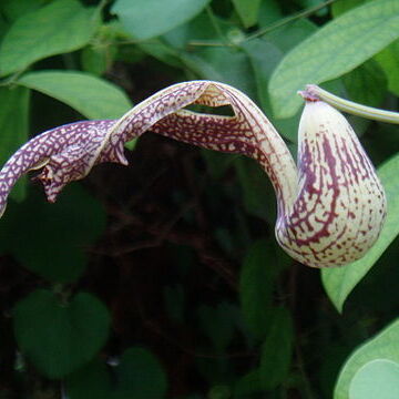 Aristolochia gibertii unspecified picture