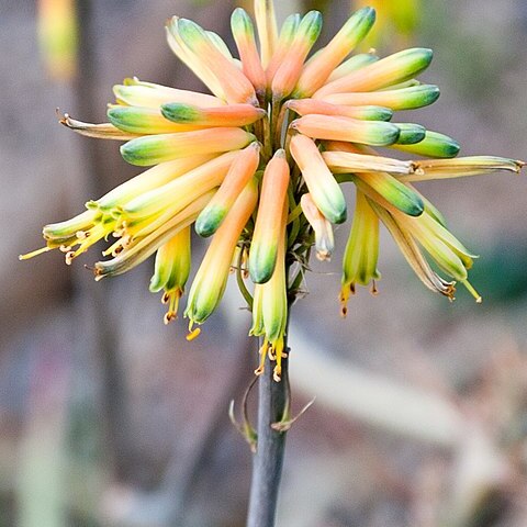 Aloe scobinifolia unspecified picture