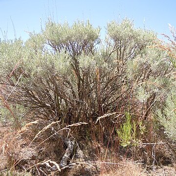 Artemisia tripartita unspecified picture