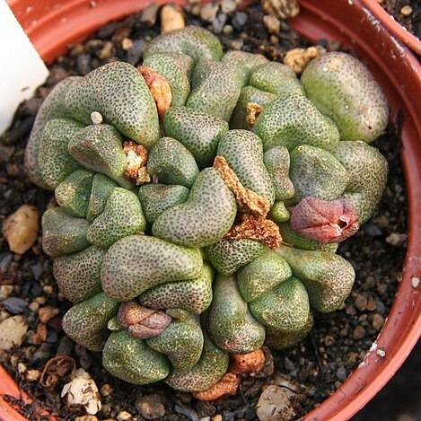 Aloinopsis schooneesii unspecified picture