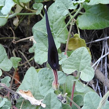 Aristolochia wrightii unspecified picture