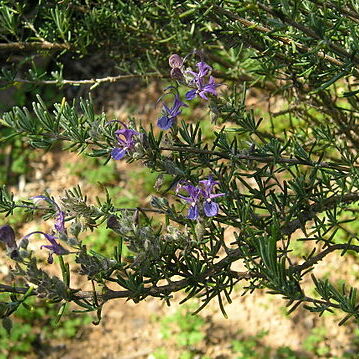 Rosmarinus eriocalyx unspecified picture