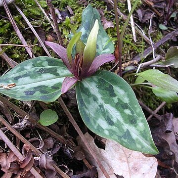 Trillium reliquum unspecified picture