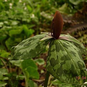 Trillium foetidissimum unspecified picture