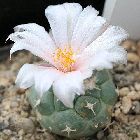 Turbinicarpus lophophoroides unspecified picture