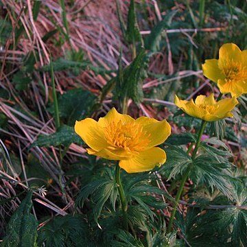 Trollius riederianus unspecified picture