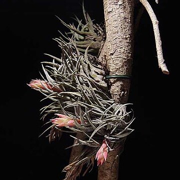 Tillandsia kautskyi unspecified picture