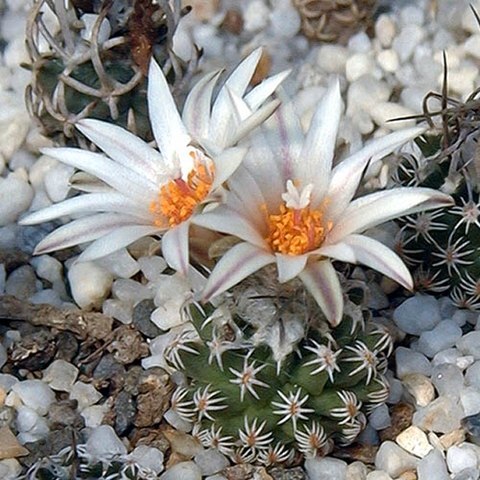 Turbinicarpus dickisoniae unspecified picture