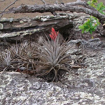 Tillandsia didisticha unspecified picture