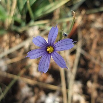 Sisyrinchium funereum unspecified picture