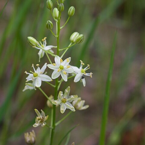 Schoenolirion wrightii unspecified picture