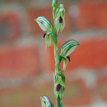 Pterostylis williamsonii unspecified picture