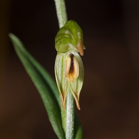 Pterostylis jonesii unspecified picture