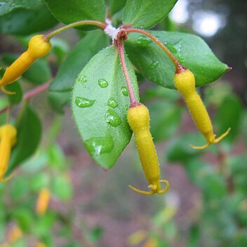 Persoonia myrtilloides unspecified picture