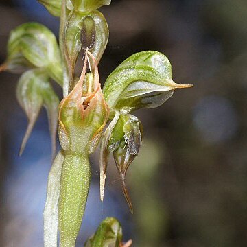 Pterostylis aciculiformis unspecified picture