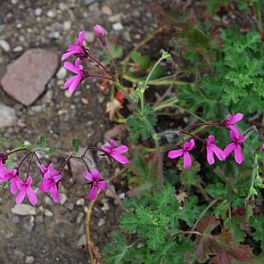 Pelargonium ionidiflorum unspecified picture