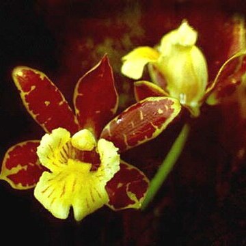 Scuticaria itirapinensis unspecified picture