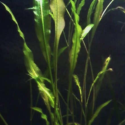 Potamogeton wrightii unspecified picture