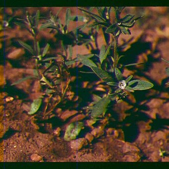 Phacelia minutissima unspecified picture