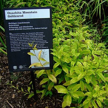 Solidago ouachitensis unspecified picture