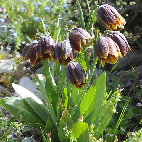 Fritillaria rhodocanakis unspecified picture