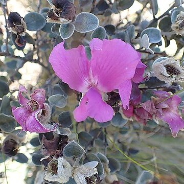 Podalyria burchellii unspecified picture