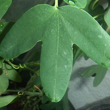 Passiflora umbilicata unspecified picture