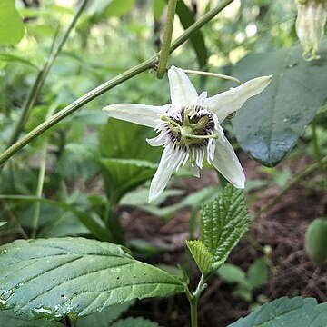 Passiflora bryonioides unspecified picture