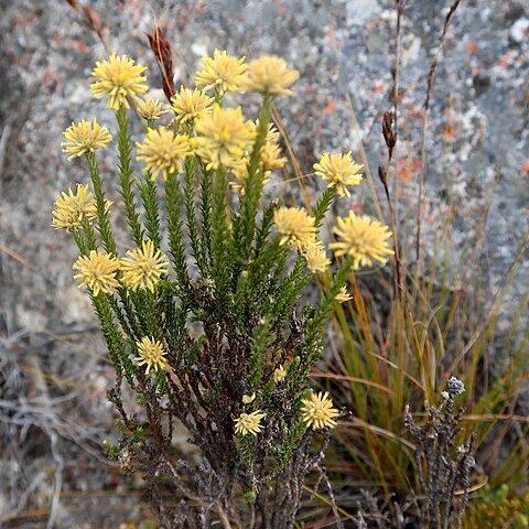 Seriphium unspecified picture