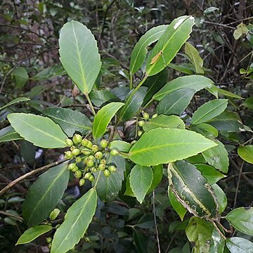 Pseudopanax gilliesii unspecified picture