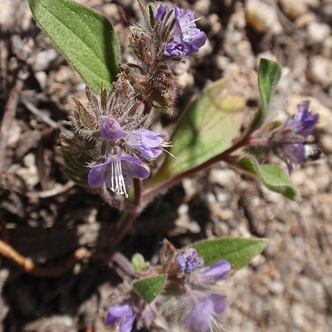 Phacelia humilis unspecified picture