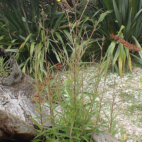 Picris burbidgeae unspecified picture