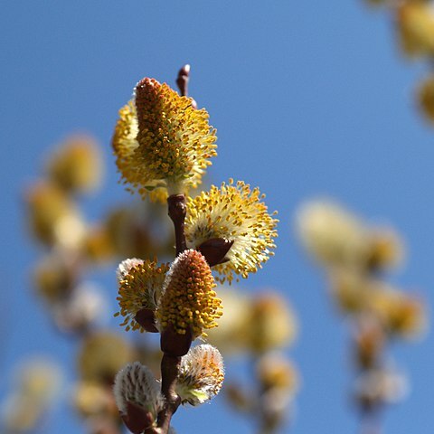 Salix gracilistyla unspecified picture