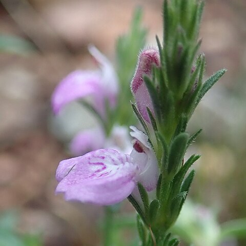 Scutellaria humilis unspecified picture