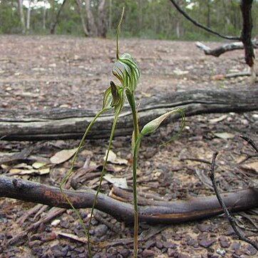 Pterostylis woollsii unspecified picture