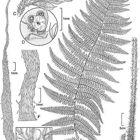 Polystichum kenwoodii unspecified picture