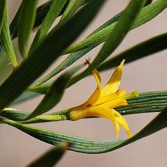 Persoonia quinquenervis unspecified picture