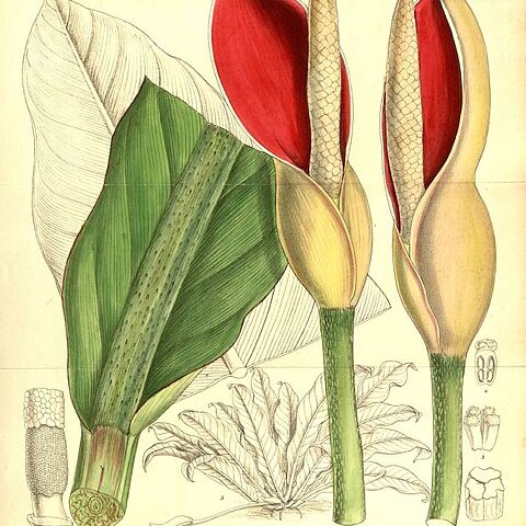 Philodendron insigne unspecified picture