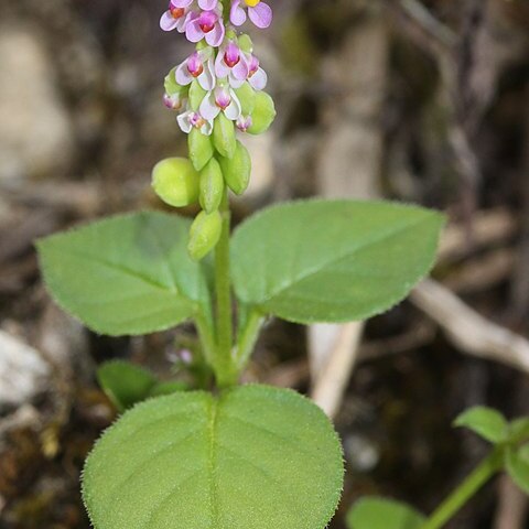 Polygala tatarinowii unspecified picture