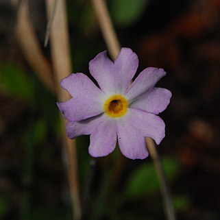 Primula mistassinica unspecified picture