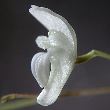 Pabstiella mirabilis unspecified picture