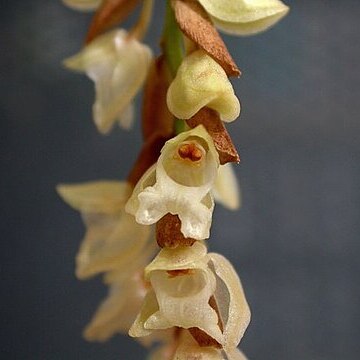 Pholidota imbricata unspecified picture