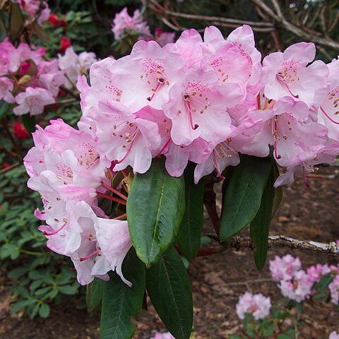 Rhododendron principis unspecified picture